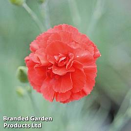 Dianthus Diane