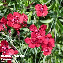 Dianthus deltoides Flashing Light