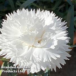 Dianthus White