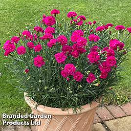 Dianthus Neon Pink