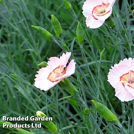 Dianthus Tequila Sunrise