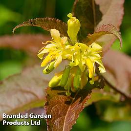 Diervilla splendens