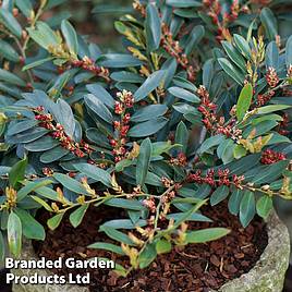 Distylium myricoides Blue Cascade