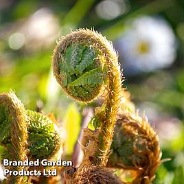 Dryopteris filix-mas