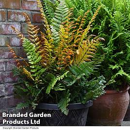 Dryopteris wallichiana Jurassic Gold