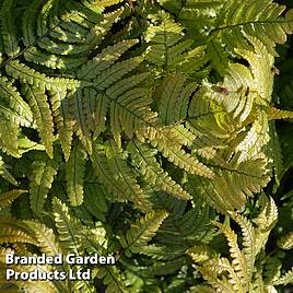 Dryopteris lepidopoda