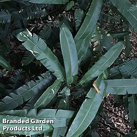 Dryopteris sieboldii