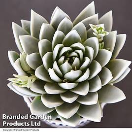 Echeveria Miranda Glow In The Dark