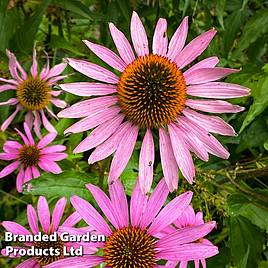 Echinacea purpurea Brilliant Star - Seeds