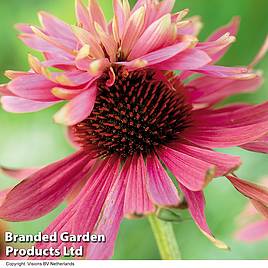 Echinacea purpurea Double Decker