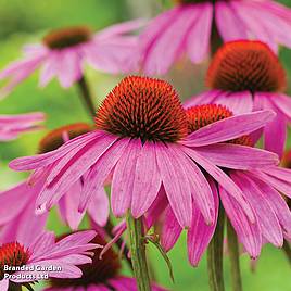 Echinacea Nectar Pink