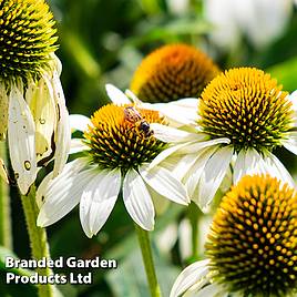 Echinacea purpurea Primadonna White