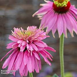 Echinacea purpurea Paradiso Super-Duper - Seeds