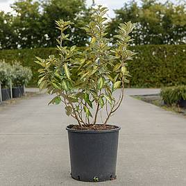 Elaeagnus ebbingei Limelight