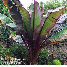 Ensete Ethiopian Black Banana