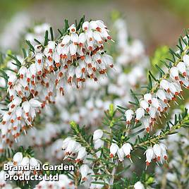 Erica x darleyensis f. albiflora White Perfection