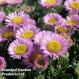 Erigeron glaucus Sea Breeze