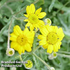 Eriophyllum lanatum