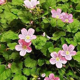 Erodium × variabile Roseum