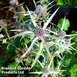 Eryngium variifolium Miss Marbel