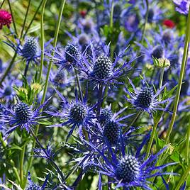 Eryngium Blue Steel