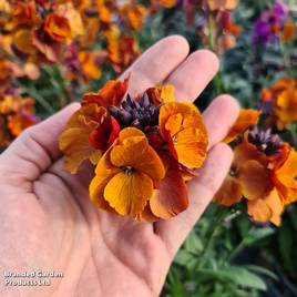 Erysimum Colour Vibe Orange