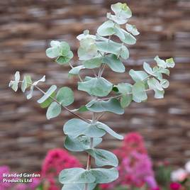 Eucalyptus cinerea Silver Beauty