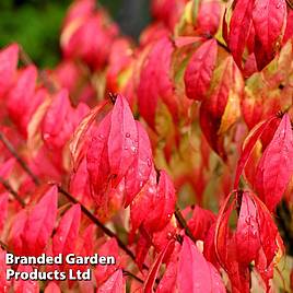 Euonymus alatus