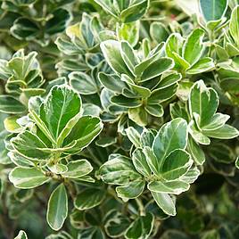 Euonymus japonicus President Gauthier