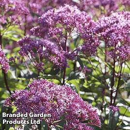 Eupatorium dubium Baby Joe