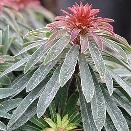 Euphorbia Rudolph