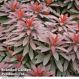 Euphorbia martinii Walbertons Ruby Glow