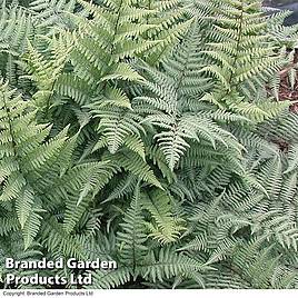 Fern Fantastic Ghost