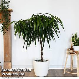 Ficus binnendijkii Alii braided stem in hydro pot