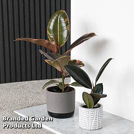 Ficus elastica Belize