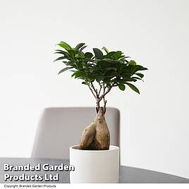 Ficus microcarpa Ginseng