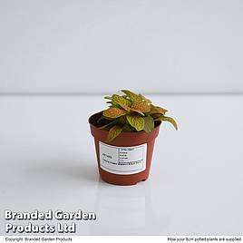 Fittonia Skeleton