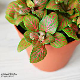 Fittonia Skeleton - Gift