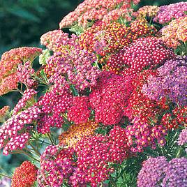 Achillea millefolium Summer Berries