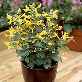 Agastache Aurantiaca Sunset Yellow - Seeds