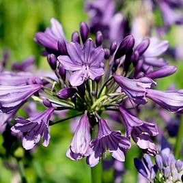 Agapanthus Poppin Purple