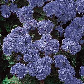 Ageratum Blue Mink - Seeds