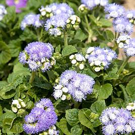 Ageratum Leda - Seeds