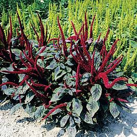 Amaranthus Pygmy Torch - Seeds