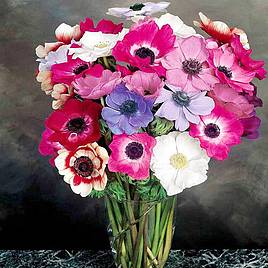 Anemone Mona Lisa Mix F1 - Seeds