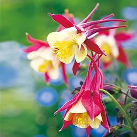 Aquilegia Crimson Star