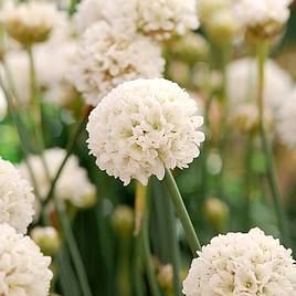 Armeria Ballerina White