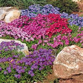 Aubrieta Cheeky Mix - Seeds for Predators