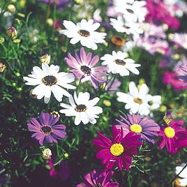 Swan River Daisy Bravo Mix - Seeds