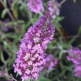 Buddleja davidii Sophie®